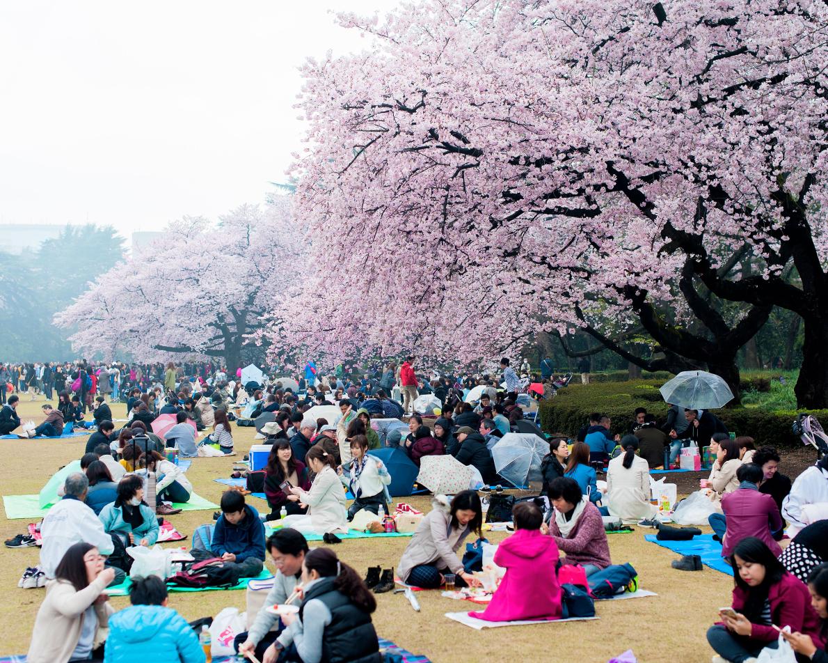 日本人在公園的賞櫻活動