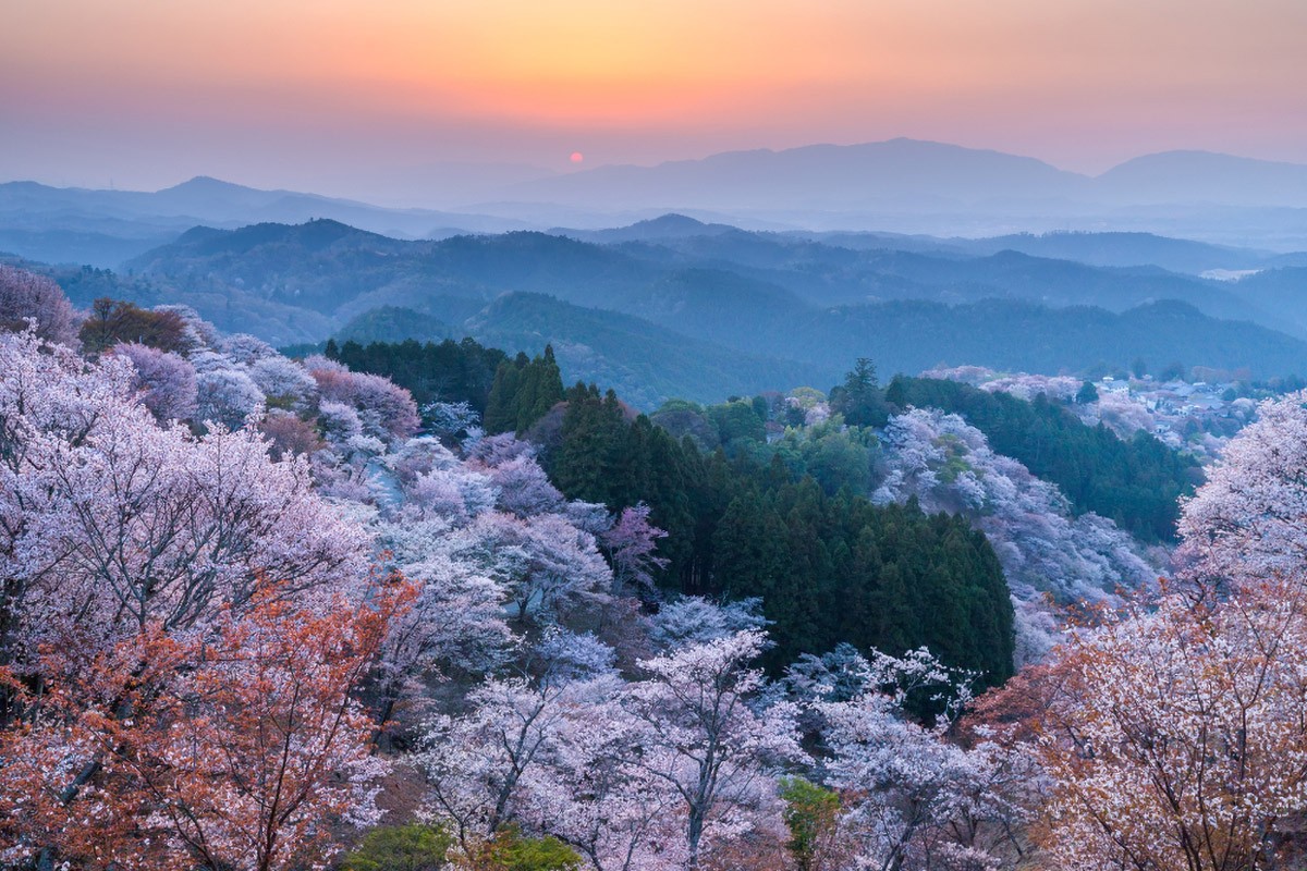 奈良吉野山滿開的櫻花